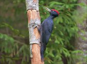 11_DSC8118_Black_Woodpecker_majestic_111pc