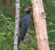 11_DSC8147_Black_Woodpecker_twinkle_61pc