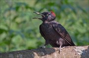 11_DSC8425_Black_Woodpecker_shout_out_91pc