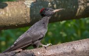 11_DSC8430_Black_Woodpecker_ascension_114pc