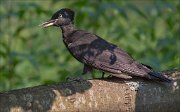 11_DSC8442_Black_Woodpecker_jeer_113pc