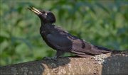 11_DSC8451_Black_Woodpecker_posturing_106pc