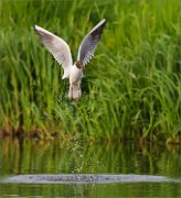 01_DSC4424_Black-headed_Gull_born_from_foam_32pc