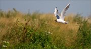 01_DSC9820_Black-headed_Gull_in_flight_41pc