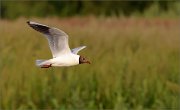 04_DSC0432_Black-headed_Gull_morning_flight_57pc