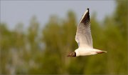 04_DSC0458_Black-headed_Gull_headturn_64pc