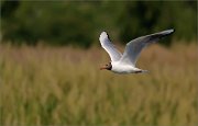 04_DSC0816_Black-headed_Gull_noon_flight_46pc