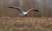 07_DSC4605_Black-headed_Gull_worm_capture_54pc