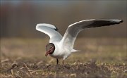 07_DSC4720_Black-headed_Gull_deglutition_91pc