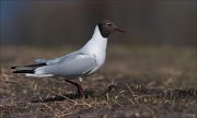 07_DSC4738_Black-headed_Gull_brownish_91pc