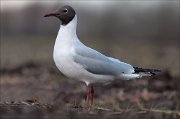 07_DSC5009_Black-headed_Gull_reverie_163pc