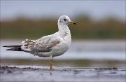 11_DSC9122_Black-headed_Gull_scruff_95pc