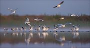 11_DSC9352_Black-headed_Gull_warming-up_70pc