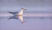 11_DSC9455_Black-headed_Gull_glimpses_63pc