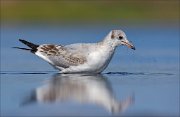 11_DSC9945_Black-headed_Gull_application_72pc