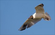 16_DSC8047_Black-headed_Gull_hunched_38pc