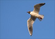 17_DSC4396_Black-headed_Gull_snaky_40pc