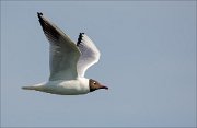 17_DSC5458_Black-headed_Gull_pin_43pc