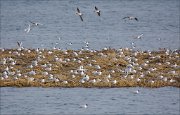 19_DSC7070_Black-headed_Gull_lodgings_89pc