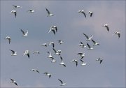 23_DSC6383_Black-headed_Gull_raise_82pc