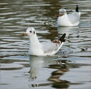 P1480963_Black-headed_Gull_winter_molt_76pc