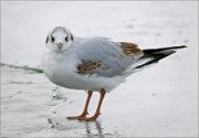 P1580333_Black-headed_Gull_on_the_Ice_edge_71pc