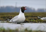 P1590014_Black-headed_Gull_crying_at_dawn_65pc