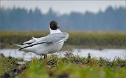 P1590233_Black-headed_Gull_in_rain_58pc