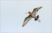 06_DSC3867_Black-tailed_Godwit_the_cry_53pc