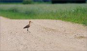 06_DSC3901_Black-tailed_Godwit_passerby_79pc