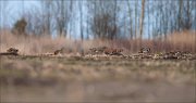 07_DSC5087_Black-tailed_Godwit_all_along_66pc