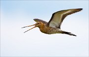 14_DSC1219_Black-tailed_Godwit_yell_31pc