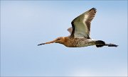 14_DSC1225_Black-tailed_Godwit_spurt_35pc