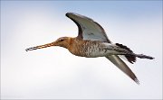 14_DSC1266_Black-tailed_Godwit_flange_64pc