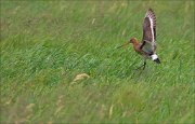 14_DSC1279_Black-tailed_Godwit_slip_45pc