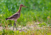 14_DSC1351_Black-tailed_Godwit_gait_63pc