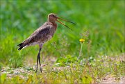 14_DSC1368_Black-tailed_Godwit_displeased_52pc