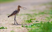 14_DSC1397_Black-tailed_Godwit_appeal_56pc