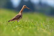 14_DSC1427_Black-tailed_Godwit_stride_56pc