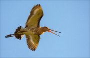 14_DSC3076_Black-tailed_Godwit_advance_98pc