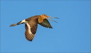 14_DSC3124_Black-tailed_Godwit_swat_35pc