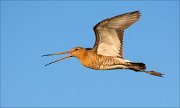 14_DSC3148_Black-tailed_Godwit_whoop_41pc