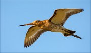 14_DSC3161_Black-tailed_Godwit_snug_78pc