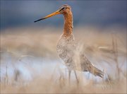 15_DSC1242_Black-tailed_Godwit_rebellion_102pc