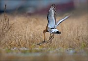 15_DSC1379_Black-tailed_Godwit_assault_40pc