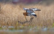 15_DSC1386_Black-tailed_Godwit_offense_27pc