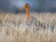 15_DSC1587_Black-tailed_Godwit_outright_127pc