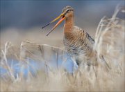 15_DSC1607_Black-tailed_Godwit_whoop_88pc