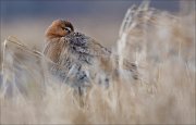 15_DSC1627_Black-tailed_Godwit_nap_103pc