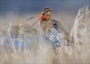 15_DSC1637_Black-tailed_Godwit_tonguetwister_109pc